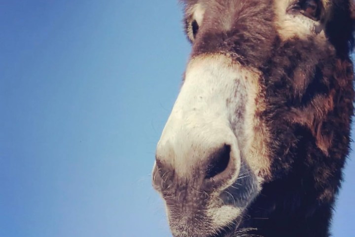 Miranda Donkey Farm Experience