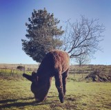 Miranda Donkey Farm Experience