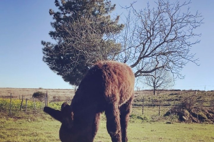 Miranda Donkey Farm Experience