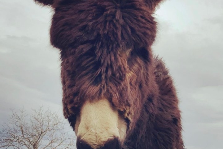 Miranda Donkey Farm Experience