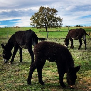 Miranda Donkey Farm Experience