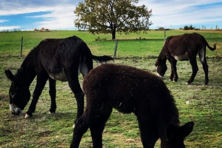 Miranda Donkey Farm Experience