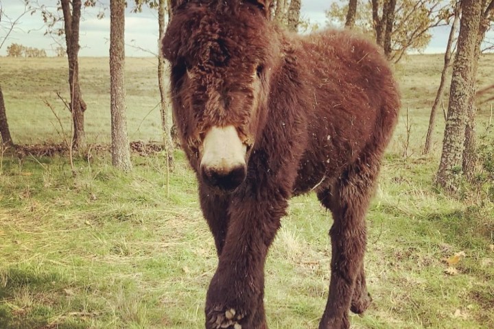 Miranda Donkey Farm Experience
