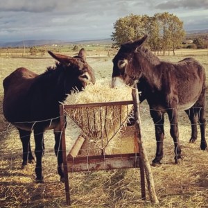 Miranda Donkey Farm Experience