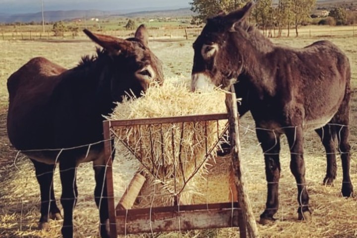 Miranda Donkey Farm Experience