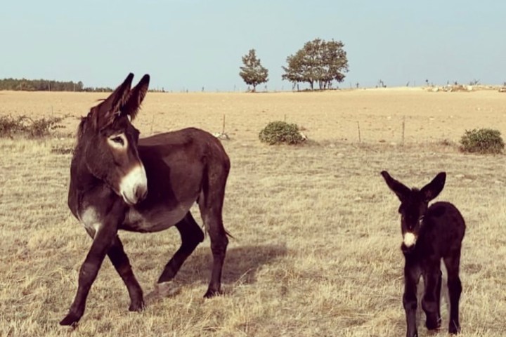 Miranda Donkey Farm Experience