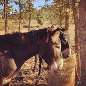 Miranda Donkey Farm Experience