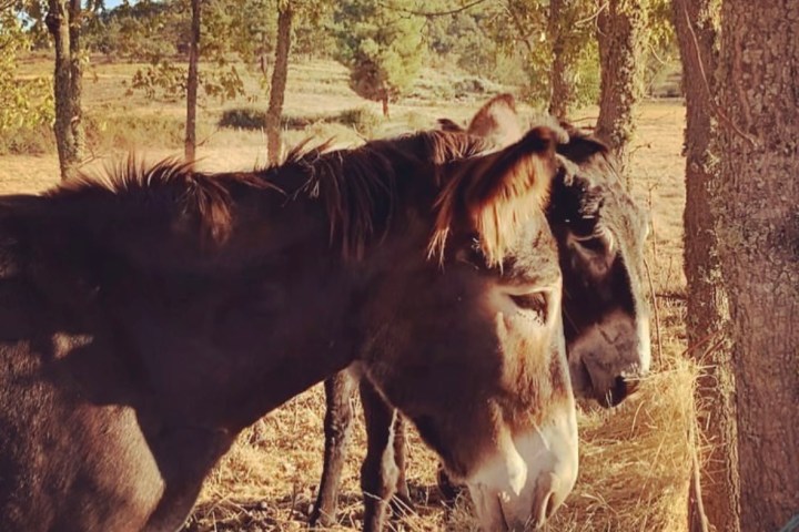Miranda Donkey Farm Experience