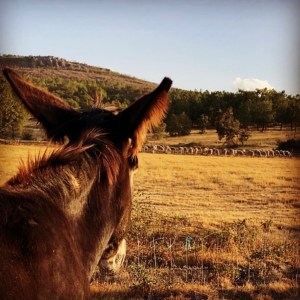 Miranda Donkey Farm Experience