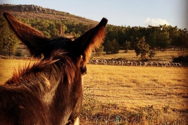 Miranda Donkey Farm Experience