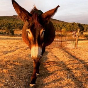 Miranda Donkey Farm Experience