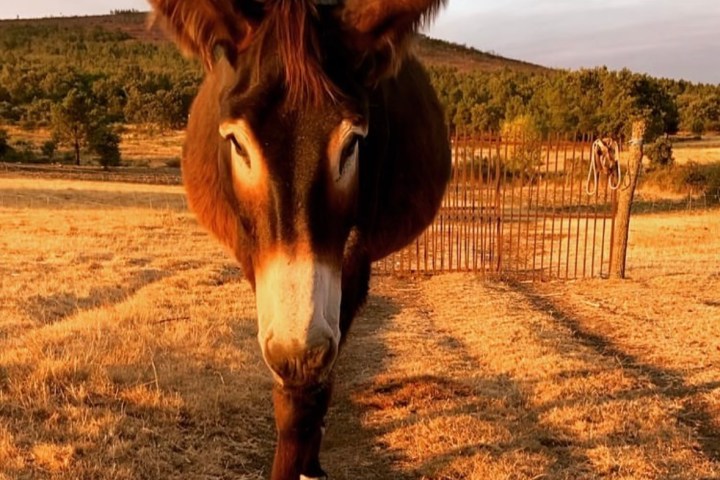 Miranda Donkey Farm Experience