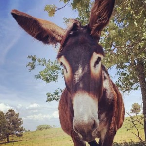 Miranda Donkey Farm Experience