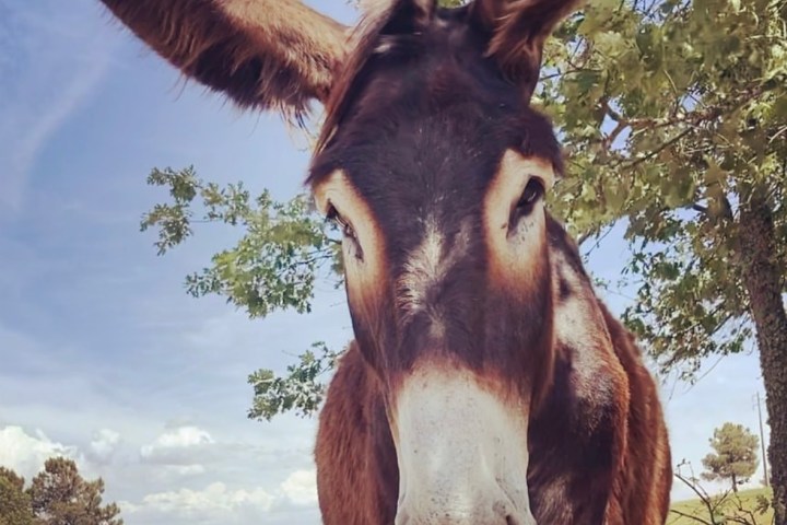 Miranda Donkey Farm Experience