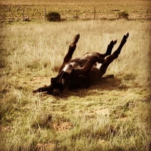 Miranda Donkey Farm Experience