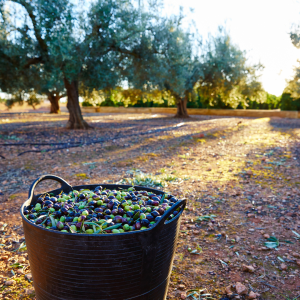 Olive Oil Pick & Taste