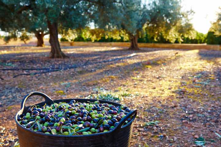 Olive Oil Pick & Taste