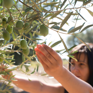 Olive Oil Pick & Taste