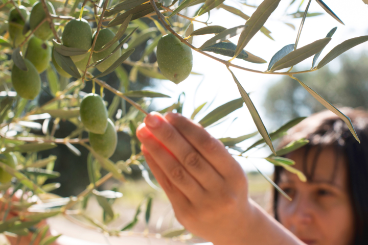 Olive Oil Pick & Taste