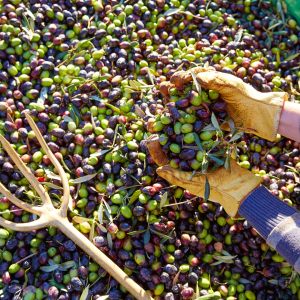 Olive Oil Pick & Taste