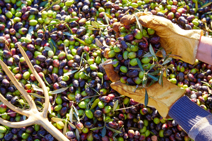 Olive Oil Pick & Taste