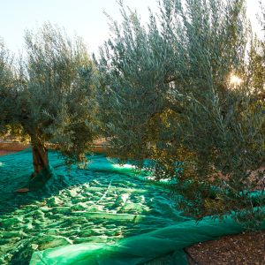 Olive Oil Pick & Taste