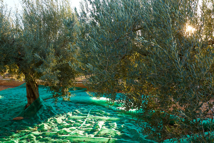 Olive Oil Pick & Taste