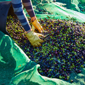 Olive Oil Pick & Taste