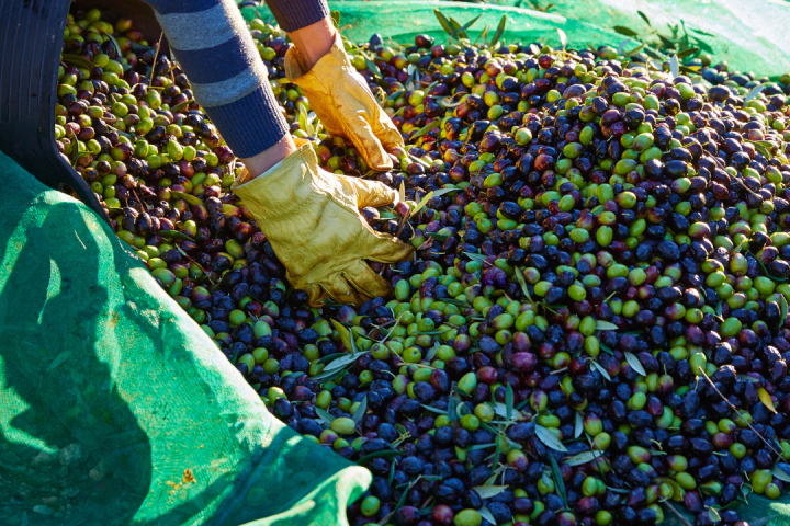 Olive Oil Pick & Taste