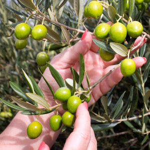 Olive Oil Pick & Taste