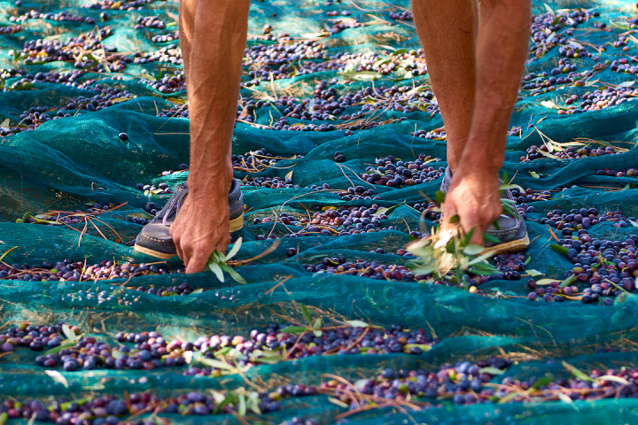 Olive Oil Pick & Taste