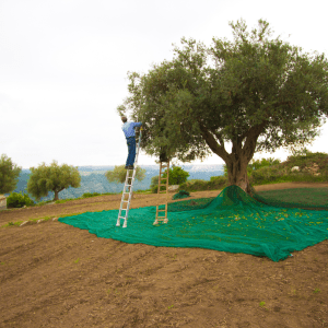 Olive Oil Pick & Taste
