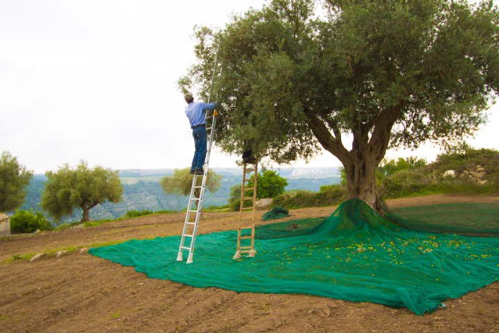 Olive Oil Pick & Taste