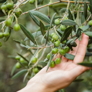 Olive Oil Pick & Taste