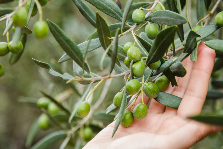 Olive Oil Pick & Taste