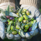 Olive Oil Pick & Taste