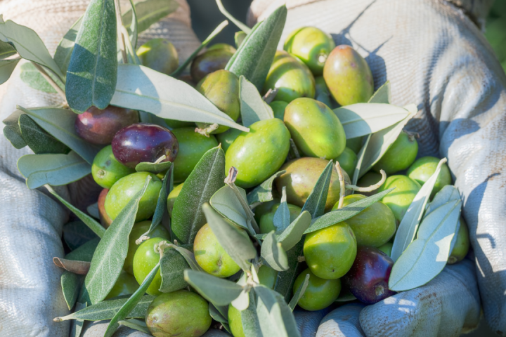 Olive Oil Pick & Taste