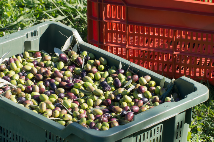 Olive Oil Pick & Taste
