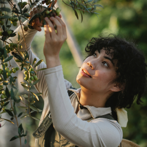 Olive Oil Pick & Taste