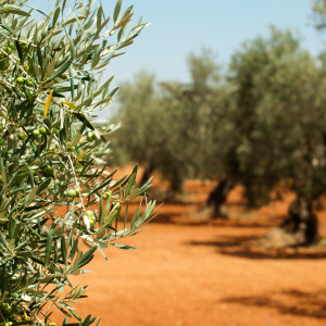 Olive Oil Pick & Taste