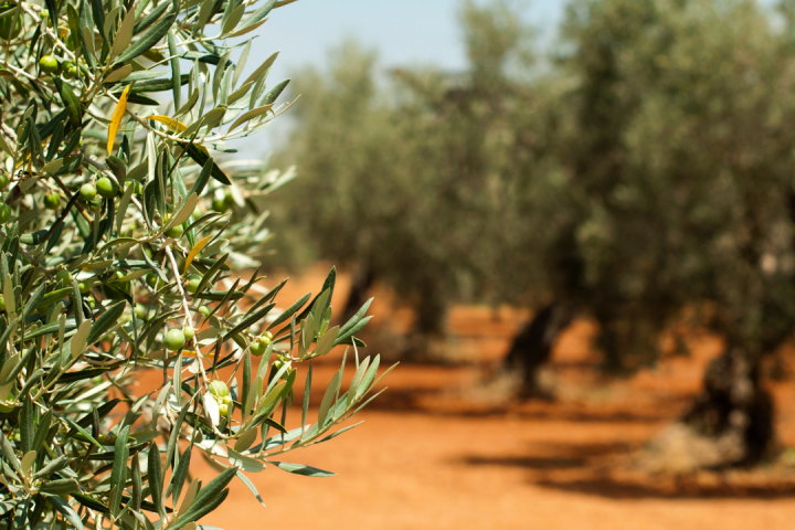 Olive Oil Pick & Taste
