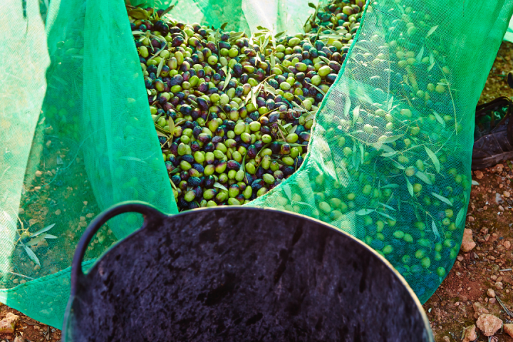 Olive Oil Pick & Taste
