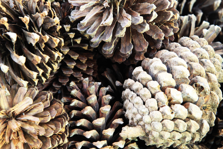 Pine Nuts Farm Experience