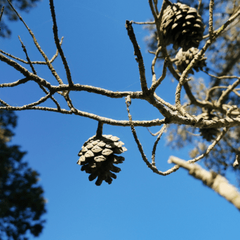 Pine Nuts Farm Experience