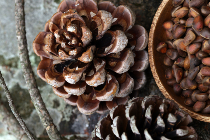 Pine Nuts Farm Experience