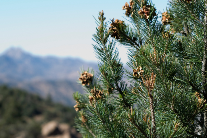 Pine Nuts Farm Experience