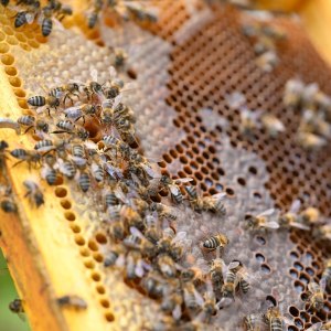 Beekeeping tour in Azores
