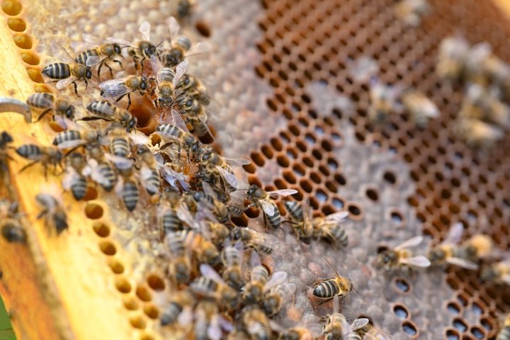 Beekeeping tour in Azores
