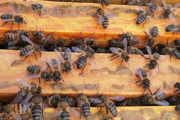 Beekeeping tour in Azores