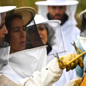 Beekeeping tour in Azores